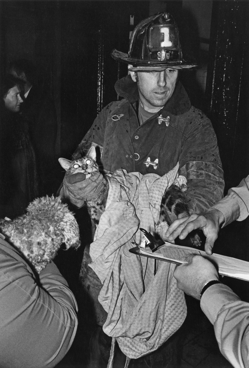 Fireman saves cat, 1973.
